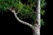 Load image into Gallery viewer, Bonsai Special | Japanese Larch (C3)