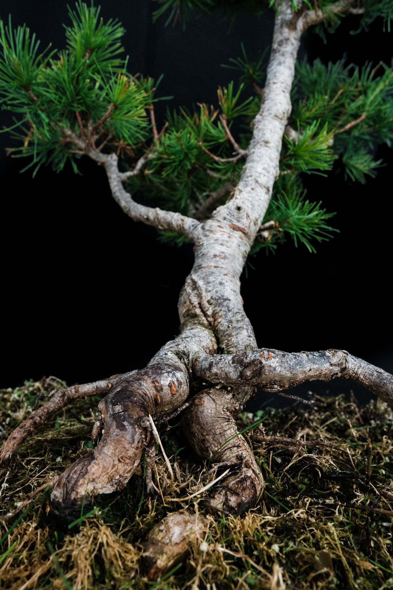 bonsai larch tree Bonsai Special