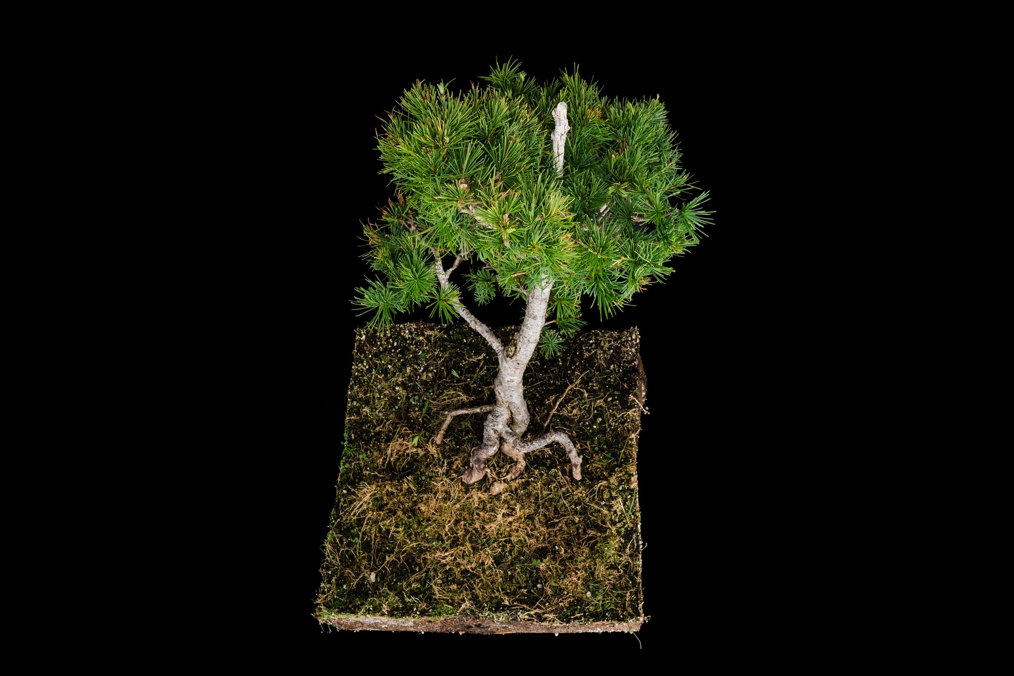 larch tree bonsai Bonsai Special