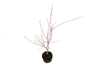 Load image into Gallery viewer, Bonsai Special | Japanese Maple (B5)