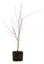 Load image into Gallery viewer, Bonsai Special | Japanese Maple (B5)