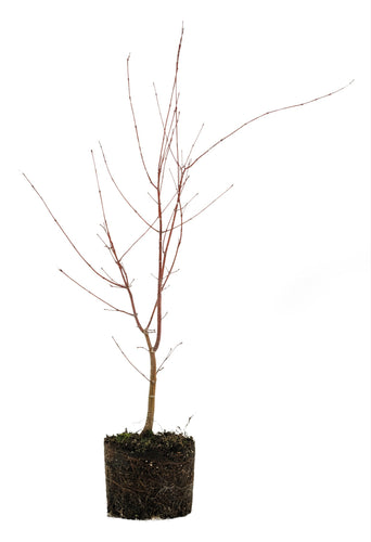 Bonsai Special | Japanese Maple (B5)