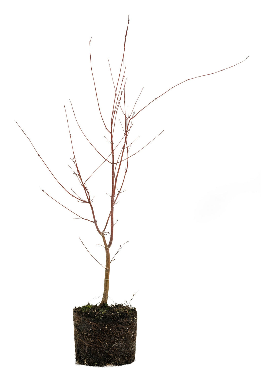 Bonsai Special | Japanese Maple (B5)