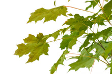 Load image into Gallery viewer, Bonsai Special | Sugar Maple (D6)