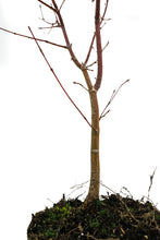 Load image into Gallery viewer, Bonsai Special | Japanese Maple (B5)