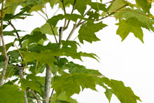 Load image into Gallery viewer, Bonsai Special | Sugar Maple (D6)