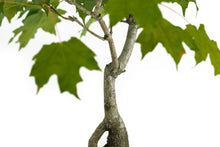 Load image into Gallery viewer, Bonsai Special | Sugar Maple (D6)