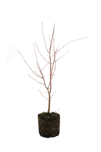 Bonsai Special | Japanese Maple (B5)