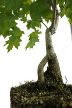 Load image into Gallery viewer, Bonsai Special | Sugar Maple (D6)