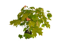 Load image into Gallery viewer, Bonsai Special | Sugar Maple (D6)