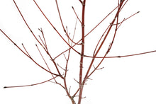 Load image into Gallery viewer, Bonsai Special | Japanese Maple (B5)