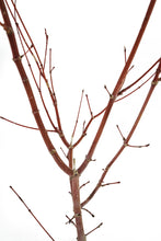 Load image into Gallery viewer, Bonsai Special | Japanese Maple (B5)