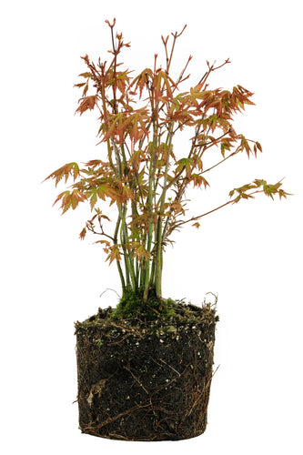 Bonsai Special | Japanese Maple Cluster (C7)