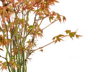 Load image into Gallery viewer, Bonsai Special | Japanese Maple Cluster (C7)