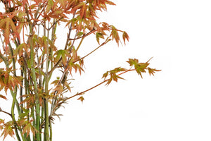 Bonsai Special | Japanese Maple Cluster (C7)