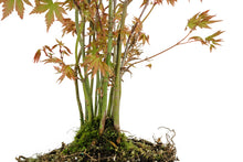 Load image into Gallery viewer, Bonsai Special | Japanese Maple Cluster (C7)