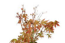 Load image into Gallery viewer, Bonsai Special | Japanese Maple Cluster (C7)