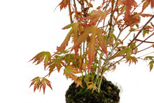 Load image into Gallery viewer, Bonsai Special | Japanese Maple Cluster (C7)