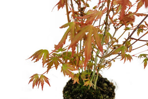 Bonsai Special | Japanese Maple Cluster (C7)
