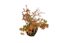 Load image into Gallery viewer, Bonsai Special | Japanese Maple Cluster (C7)