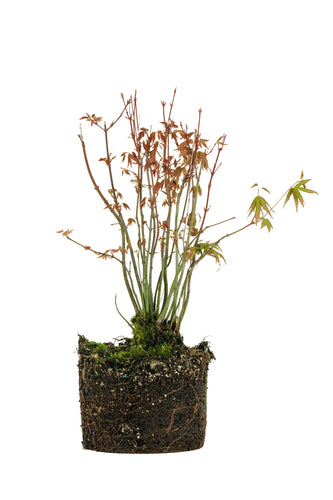 Bonsai Special | Japanese Maple Cluster (C6)