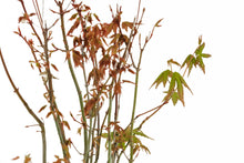 Load image into Gallery viewer, Bonsai Special | Japanese Maple Cluster (C6)