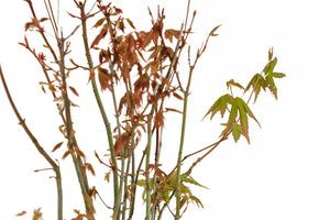 Bonsai Special | Japanese Maple Cluster (C6)