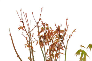 Bonsai Special | Japanese Maple Cluster (C6)