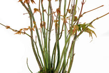 Load image into Gallery viewer, Bonsai Special | Japanese Maple Cluster (C6)