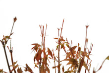 Load image into Gallery viewer, Bonsai Special | Japanese Maple Cluster (C6)