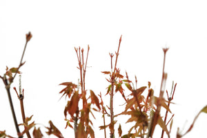 Bonsai Special | Japanese Maple Cluster (C6)