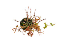 Load image into Gallery viewer, Bonsai Special | Japanese Maple Cluster (C6)