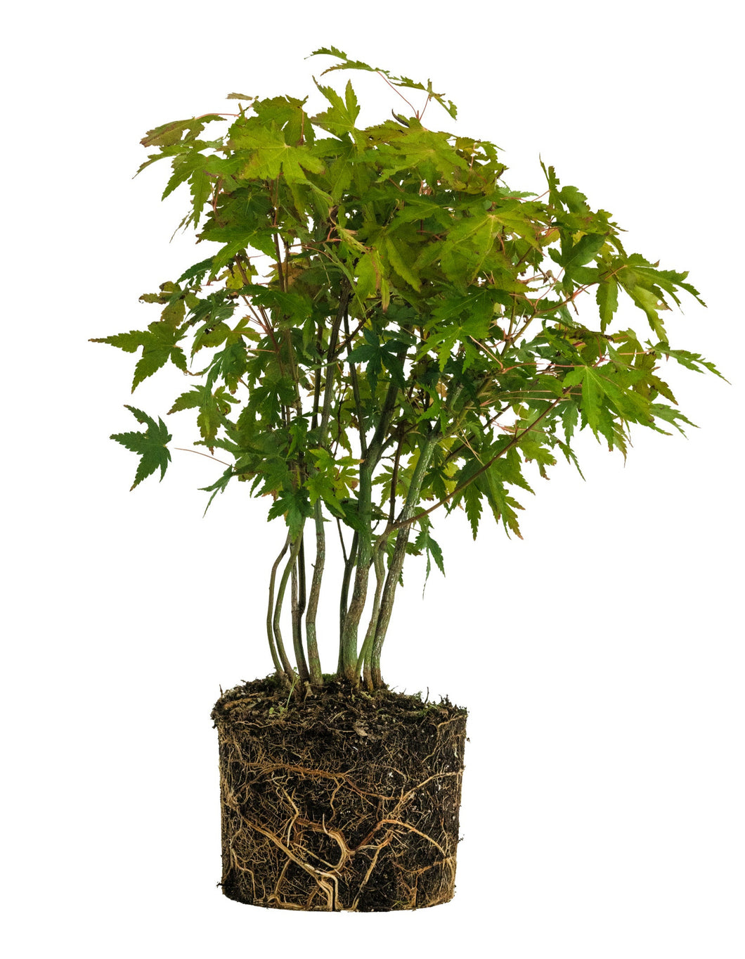 Bonsai Special | Japanese Maple Cluster (D3)