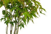 Load image into Gallery viewer, Bonsai Special | Japanese Maple Cluster (D3)