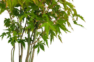 Bonsai Special | Japanese Maple Cluster (D3)