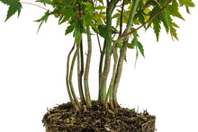 Load image into Gallery viewer, Bonsai Special | Japanese Maple Cluster (D3)