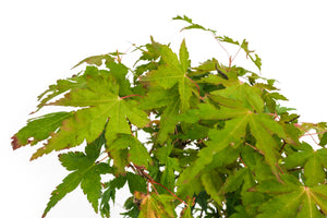 Bonsai Special | Japanese Maple Cluster (D3)