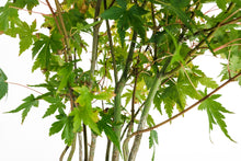 Load image into Gallery viewer, Bonsai Special | Japanese Maple Cluster (D3)