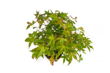 Load image into Gallery viewer, Bonsai Special | Japanese Maple Cluster (D3)