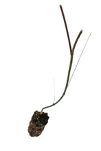Load image into Gallery viewer, Japanese Maple | Medium Tree Seedling