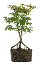 Load image into Gallery viewer, Bonsai Special | Japanese Maple (A6)