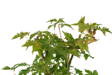 Load image into Gallery viewer, Bonsai Special | Japanese Maple (A6)