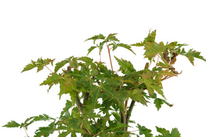Bonsai Special | Japanese Maple (A6)