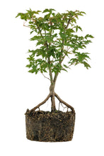 Load image into Gallery viewer, Bonsai Special | Japanese Maple (A6)