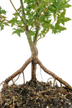 Load image into Gallery viewer, Bonsai Special | Japanese Maple (A6)