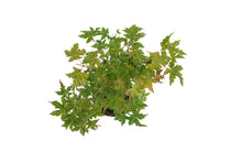 Load image into Gallery viewer, Bonsai Special | Japanese Maple (A6)