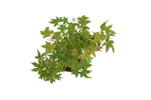 Bonsai Special | Japanese Maple (A6)