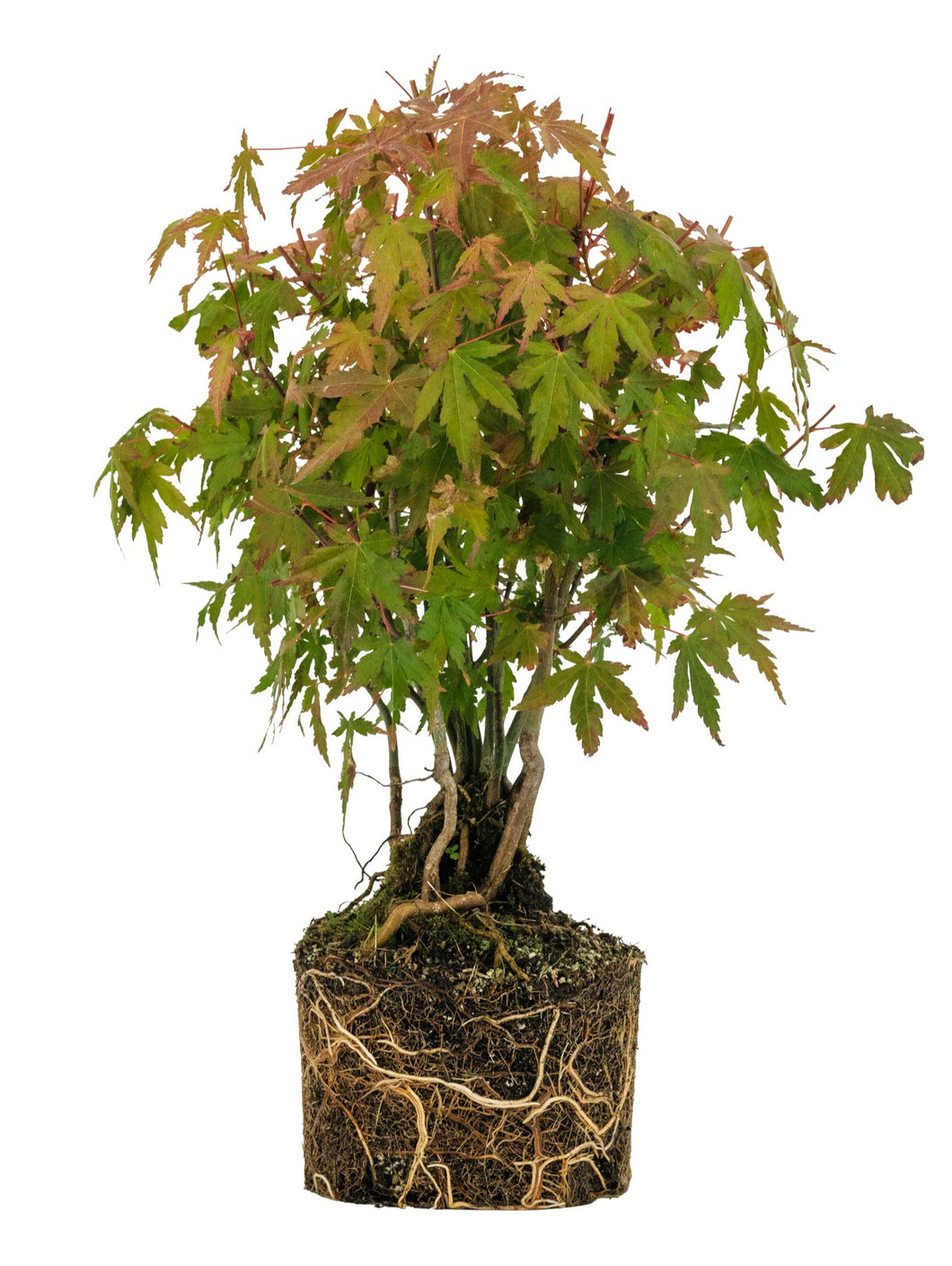 Bonsai Special | Japanese Maple Cluster (A10)