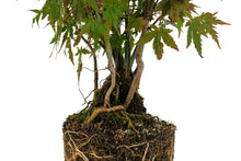 Load image into Gallery viewer, Bonsai Special | Japanese Maple Cluster (A10)