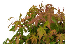 Load image into Gallery viewer, Bonsai Special | Japanese Maple Cluster (A10)